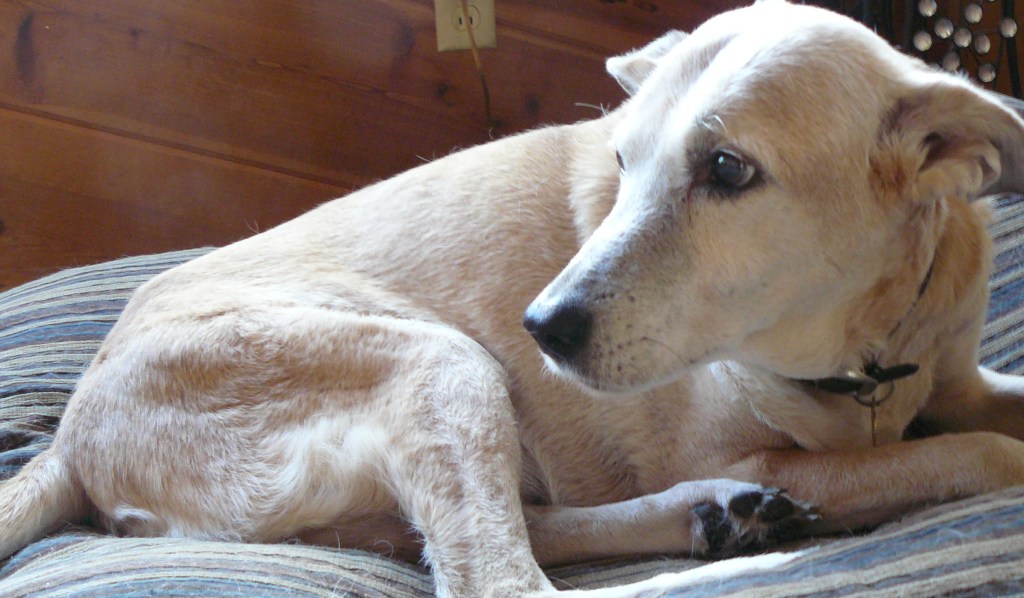 Not a bad life for an old dog! (I'm speaking of Dad!)