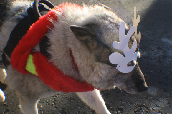 I am not a reindeer….