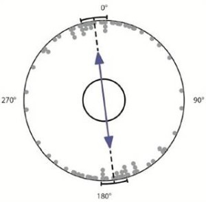 Alignment of a sampling of dogs while defecating during stable geomagnetic conditions. Photo: Hart et al. / Frontiers in Zoology