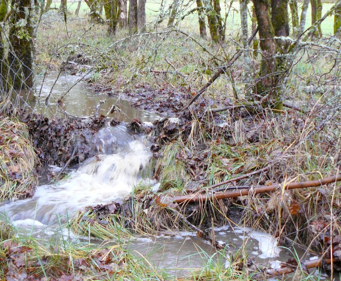 A small creek that only flows during periods of heavy rain. The creek is on the boundary between our property and our neighbour's to the North.