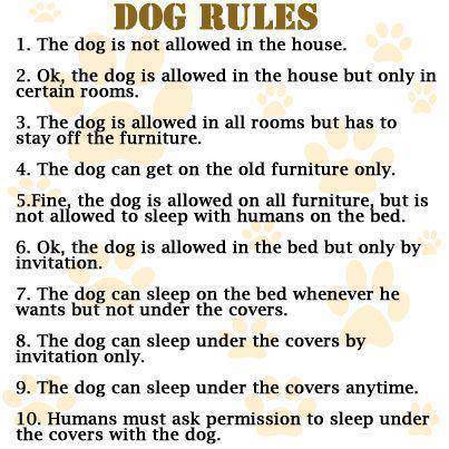 dog rules