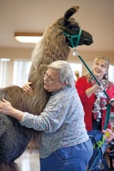 Holly Barto hugs a therapy llama at Bellingham Health and Rehabilitation Center, USA © Jen Osborne Photography