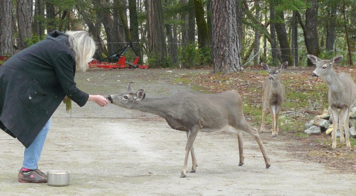 Wild deer trusting Jean.
