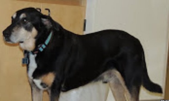 German shepherd mix Frankie, a formerly stray dog rescued in Little Rock, Arkansas, was trained to diagnosis thyroid cancer through scent imprinting. Image credit: AM Hinson/BBC