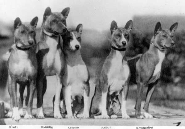 The paper did not include a picture of Baa dogs but a web search found the one above. Source:https://www.basenji.org/BasenjiU/Owner/103History/103History.html