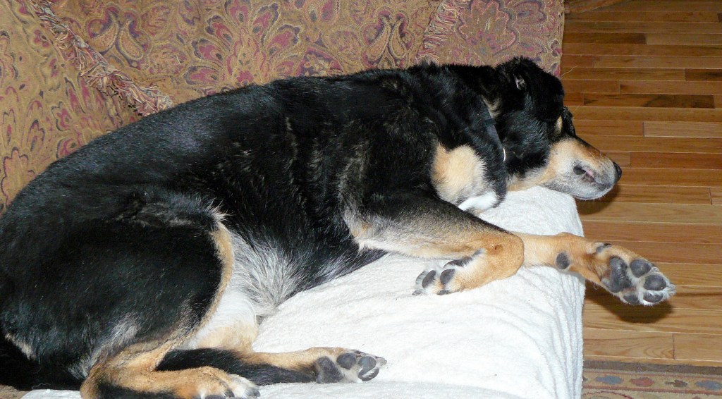 Hazel asleep on the living-room couch at 2pm yesterday.