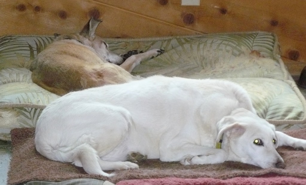 Lilly, to the rear of Paloma, sleeping soundly yesterday afternoon.