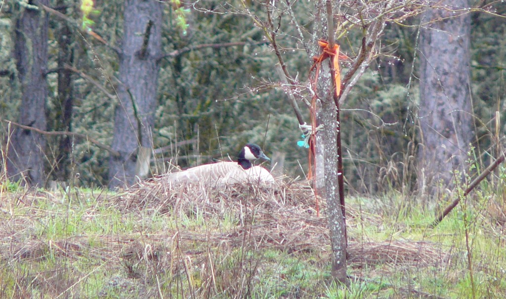 Another picture angle on the goose sitting on her eggs.