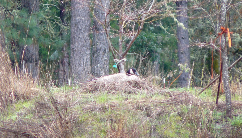 The zoomed-in photograph was taken yesterday morning around 9am.