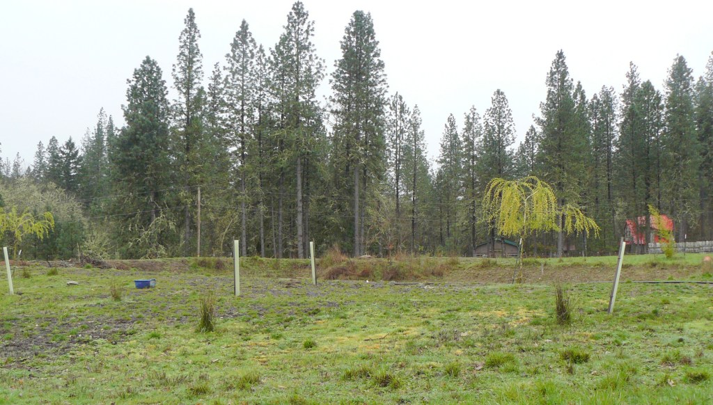 In the middle of our five-acre horse paddock there is a lake with an island in the centre - a very safe place for a nest!