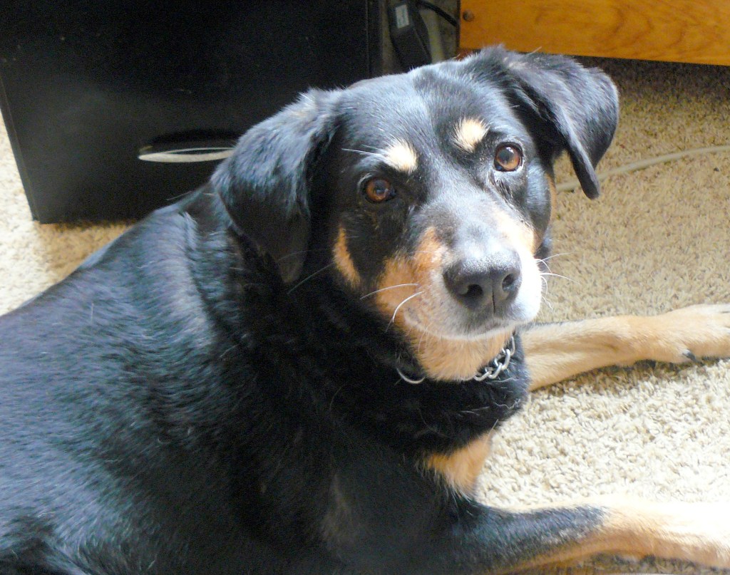 Dogs are such wonderful animals.