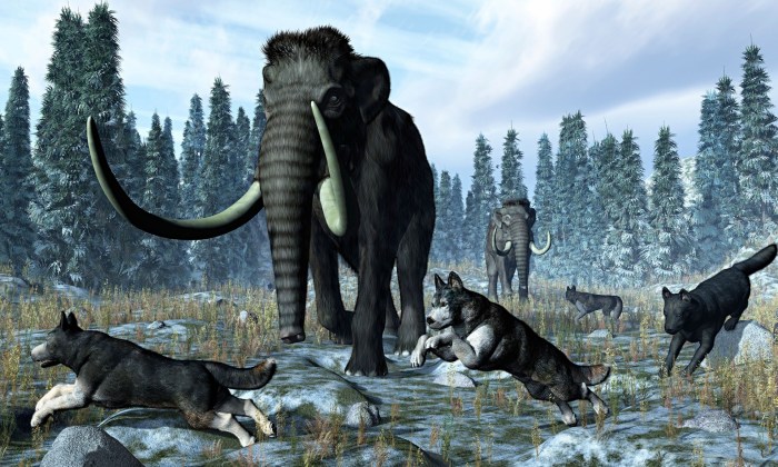 A pack of dire wolves crosses paths with two mammoths during the Upper Pleistocene Epoch. Photograph: Alamy