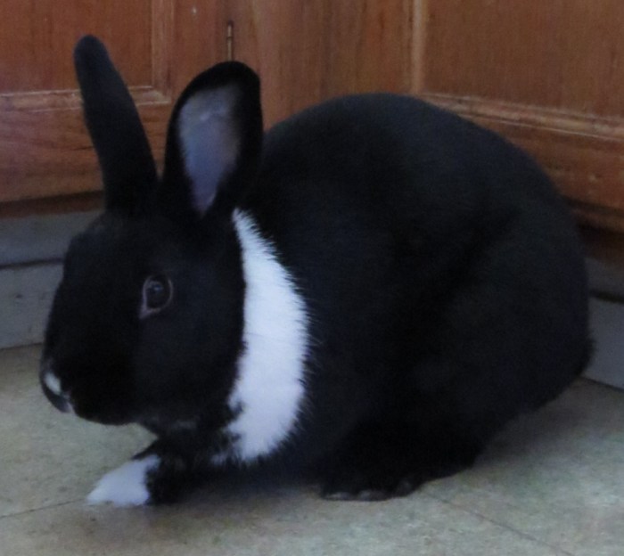 Tolar Rabbits We are what we eat. – Learning from Dogs