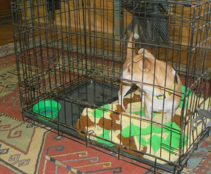 Pedy, welcome to your new home.