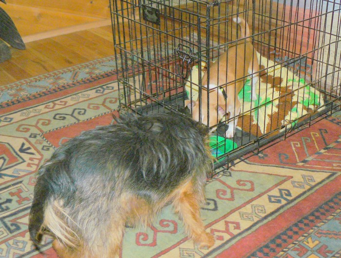 Hallo Pedy! Up until now I was the smallest of the pack. Oh, and my name is Sweeny!