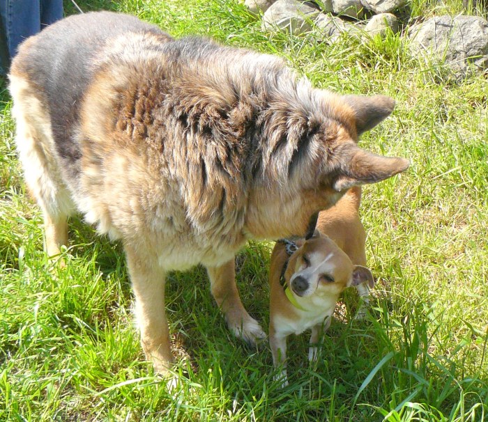 Hi Pedy, I'm the bossman around here. Name's Pharaoh and you'll be OK.