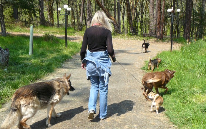 Another day - another dog!