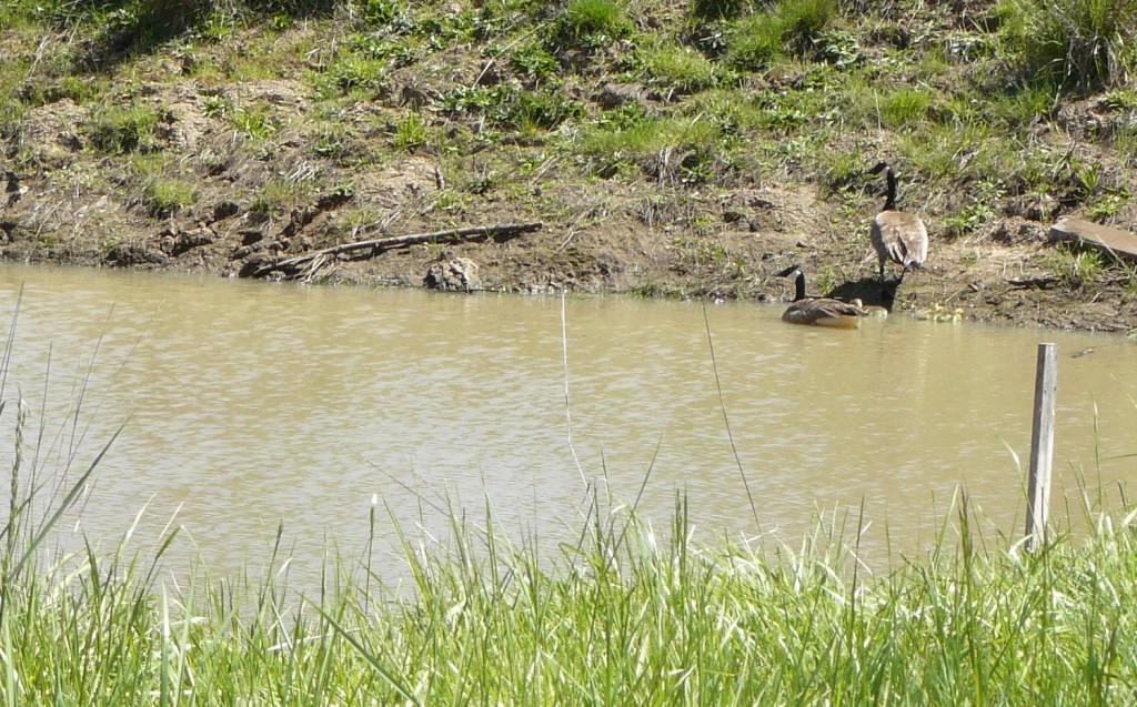 Five wonderful goslings.