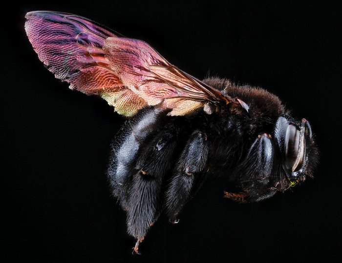 1-carpenter-bee-1600