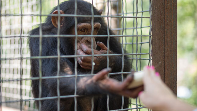 About 33 percent of people said they were 'very concerned' about the use of animals in research, and 21 percent were very concerned about zoo animals. (Photo: Pavel L Photo and Video/Shutterstock)