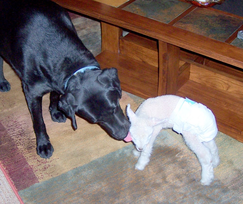 Clyde cleaning Pearl the lamb.