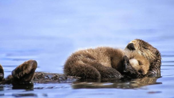 Image credits: hqwide.com