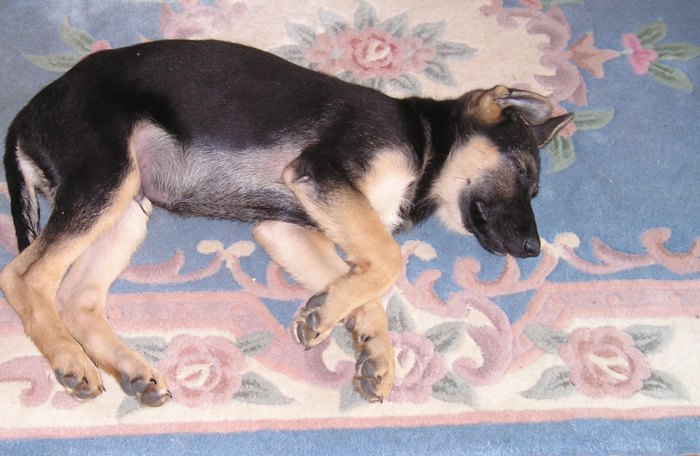 A young Pharaoh already embracing contentment. September, 2003.