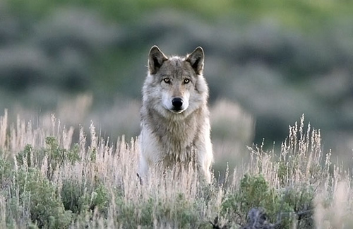 The long-awaited return of the Yellowstone wolf!