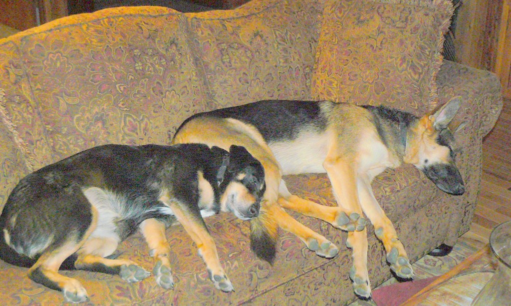 Hazle and Cleo demonstrating mutual contentment!