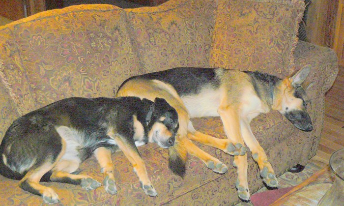 Hazle and Cleo demonstrating mutual contentment!