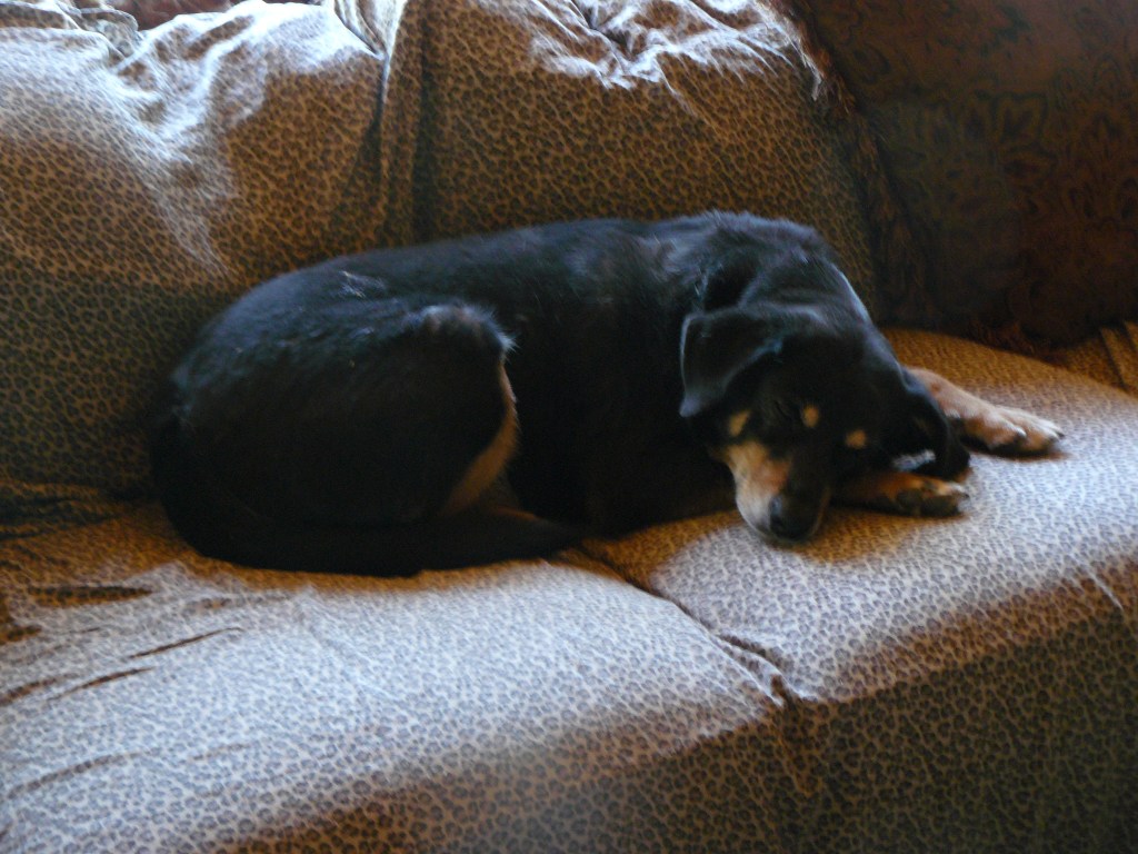 Hazel taking a mid-morning break yesterday.