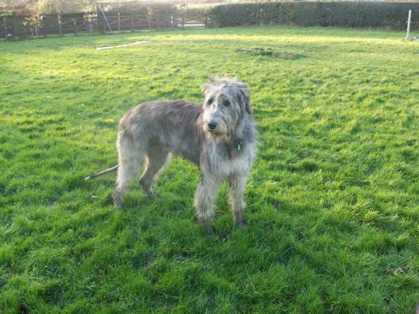 Shanes-Wise-Explanation