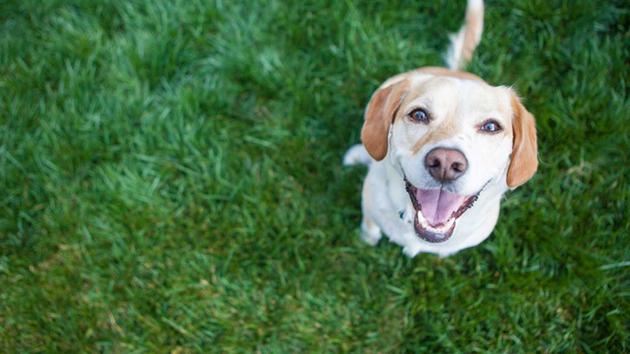 A new study explains why your dog gets so happy to see you. (Shutterstock)