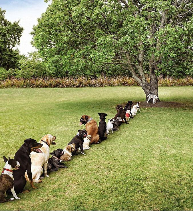 dogs-waiting-in-line-to-pee11
