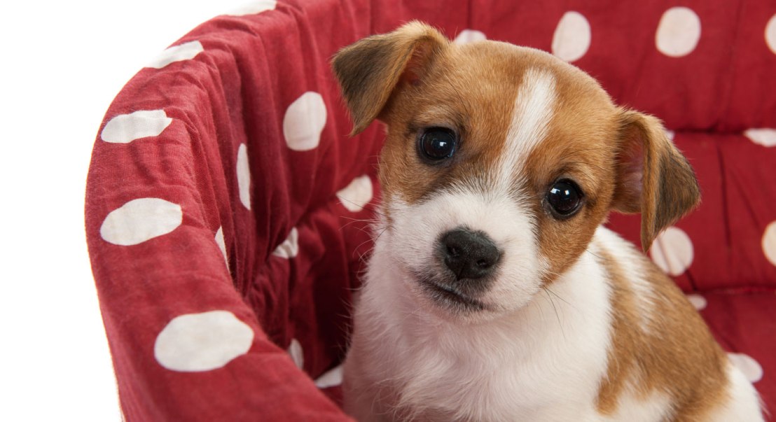 welcome-to-spoiltrottendogs