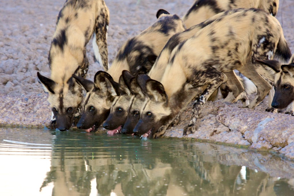 Wild hunting dogs drinking.