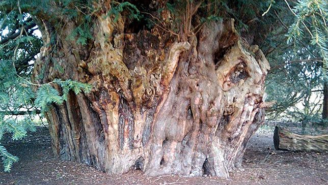 The Ankerwycke yew is estimated to be between 2,000-2,500 years old. (Photo: Wiki Creative Commons)