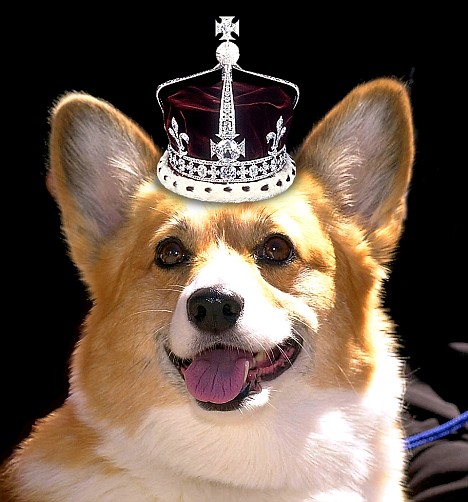 Ma'am's best friend: The Queen has owned corgis for more than 60 years. Picture seen on in the UK's Daily Mail newspaper.