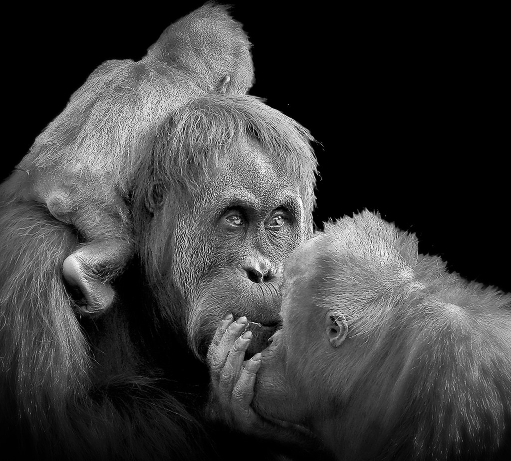 Orangutan mother and kids. By Patrick Bouquet, Chantilly.