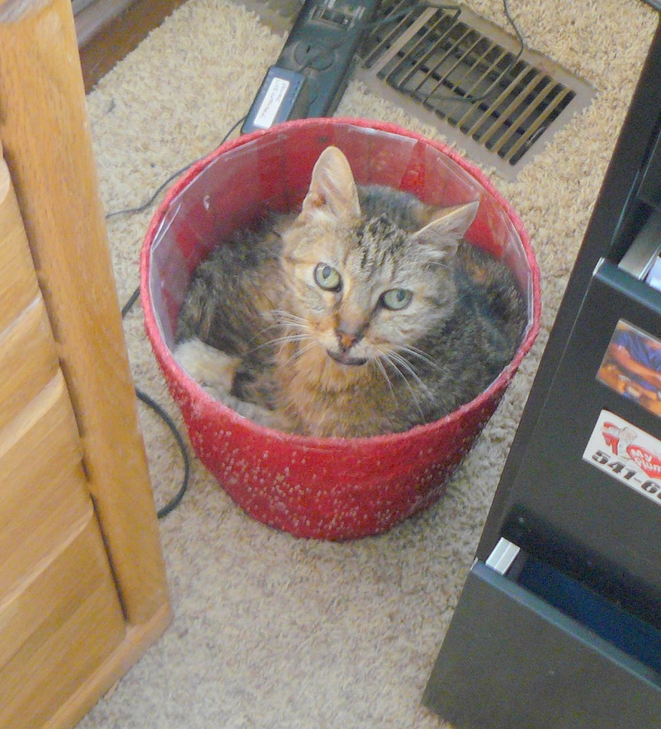 The cats have adopted my office as their new home.