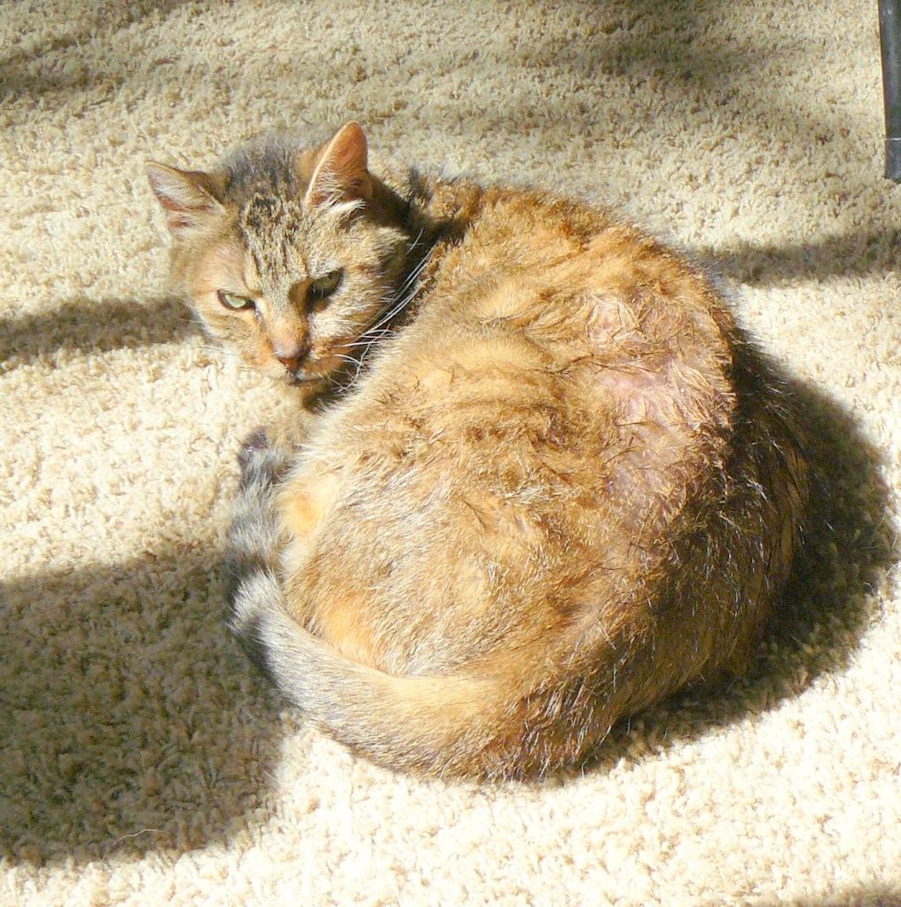 Plus, a sunny area of the carpet suits Mitts better than the bin.