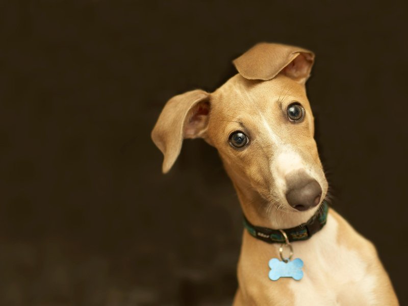 It's OK, buddy. We're here to help. (stelo/iStock)