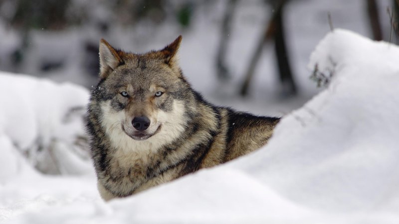Crazy smart, like a wolf. (Kaphoto/iStock)