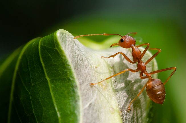 Weaver ants can not only protect tree crops from pests, but may also benefit the quality of produce. (Photo: Rushen/Flickr)