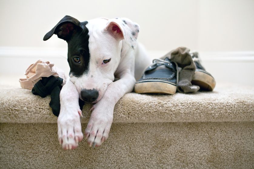 This little puppy might feel guilty for chewing on clothes, or he could just be worried about getting in trouble. The two aren't the same emotion. (Photo: InBetweentheBlinks/Shutterstock)