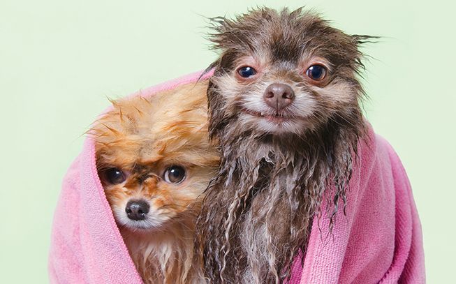 Pancake and Chelsea (Photo: Sophie Gamand)