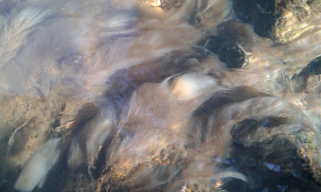 Sewage fungus covering the river bed.