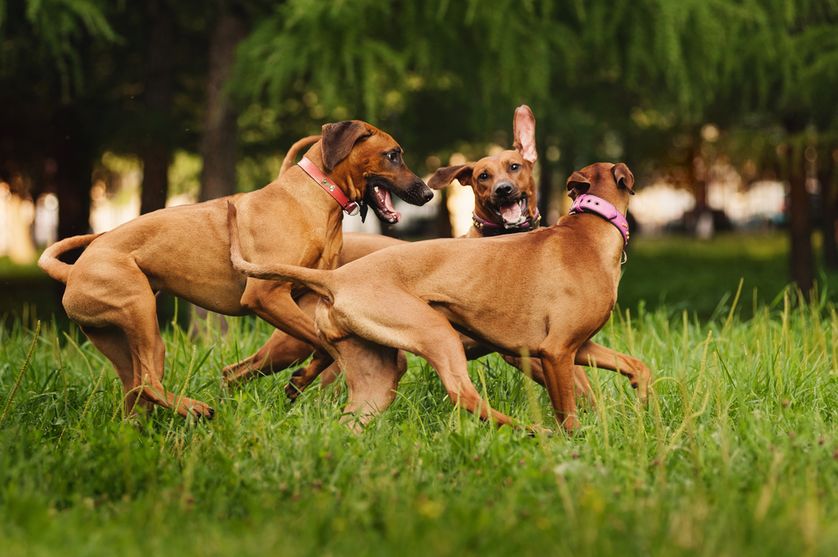 Watch for things that might set your dog into bully mode, including the energy level, the play partner's personality, and other factors. (Photo: Ksenia Raykova/Shutterstock)