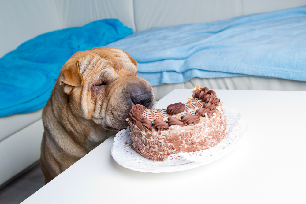 dog cake