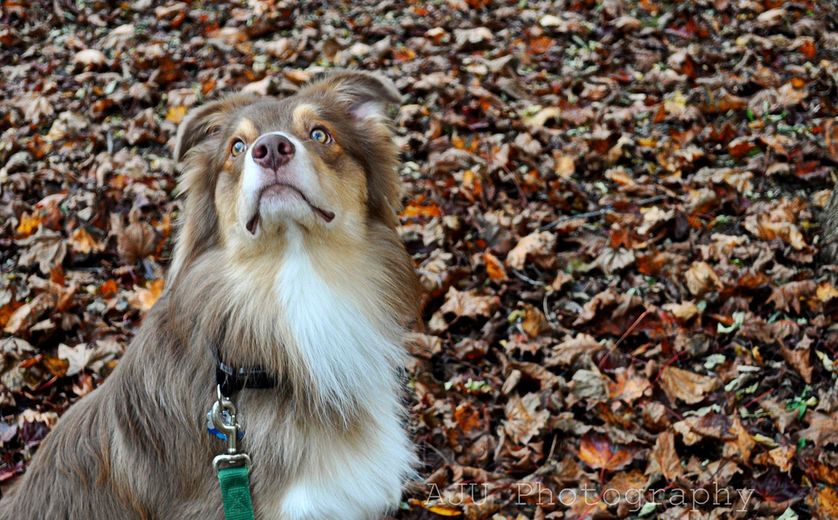 Photo: Tanya Uralova/Shutterstock